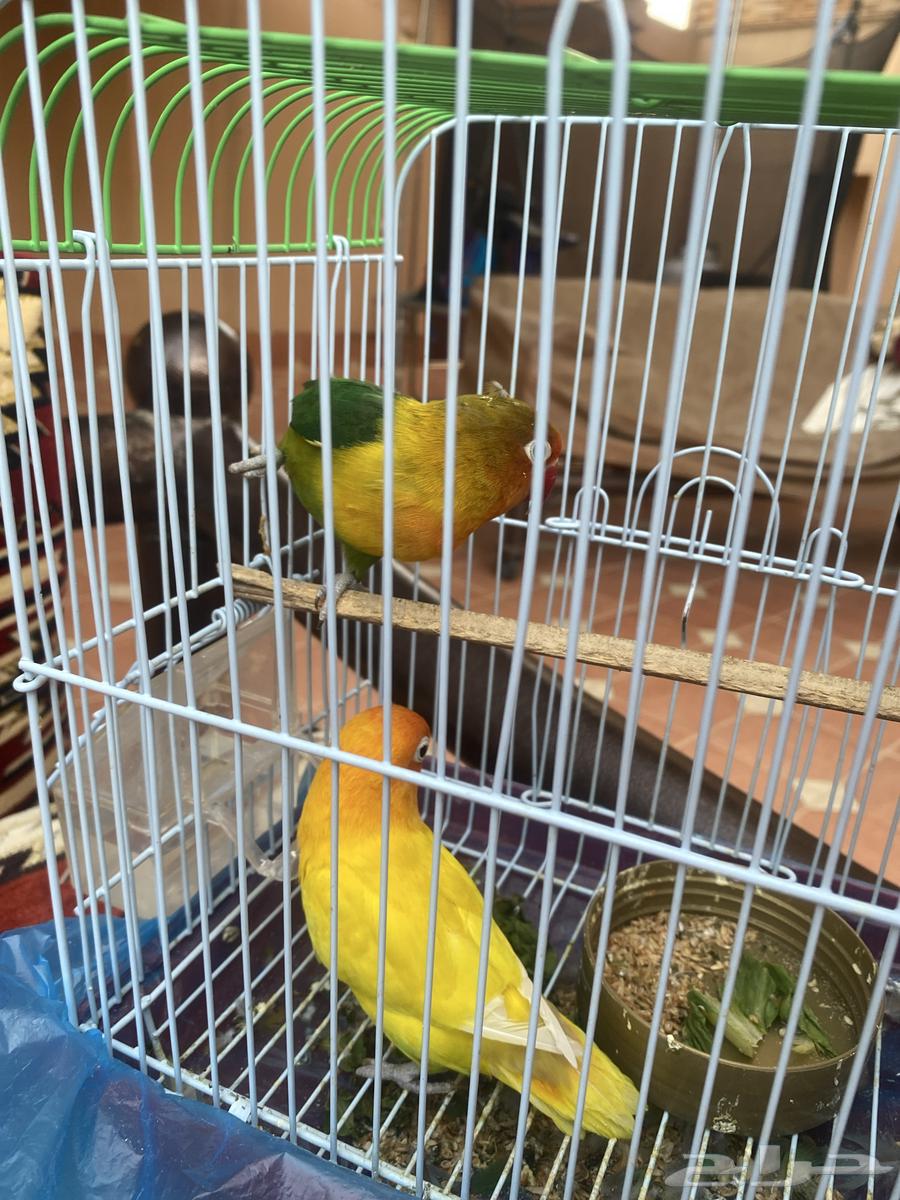 Bird and sell only green sale, no need for it, type Fisher.63470622437635112