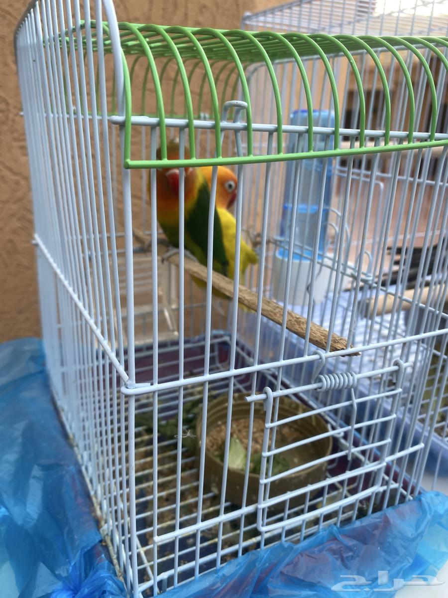 Bird and sell only green sale, no need for it, type Fisher.63470622437635110