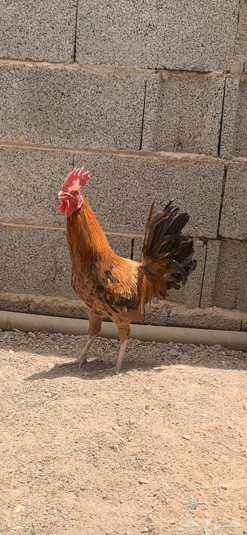 ديك للبيع ماشاءالله تبارك الله شرط يقصع ويذن63025982263297111