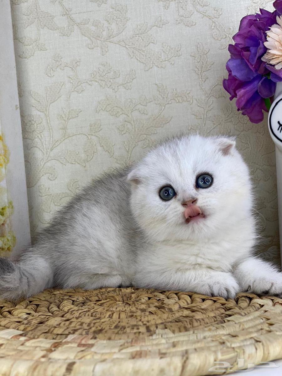قطط سكوتش فولد شورت هير كيتن قولد قطوه سلفر630277018848031126