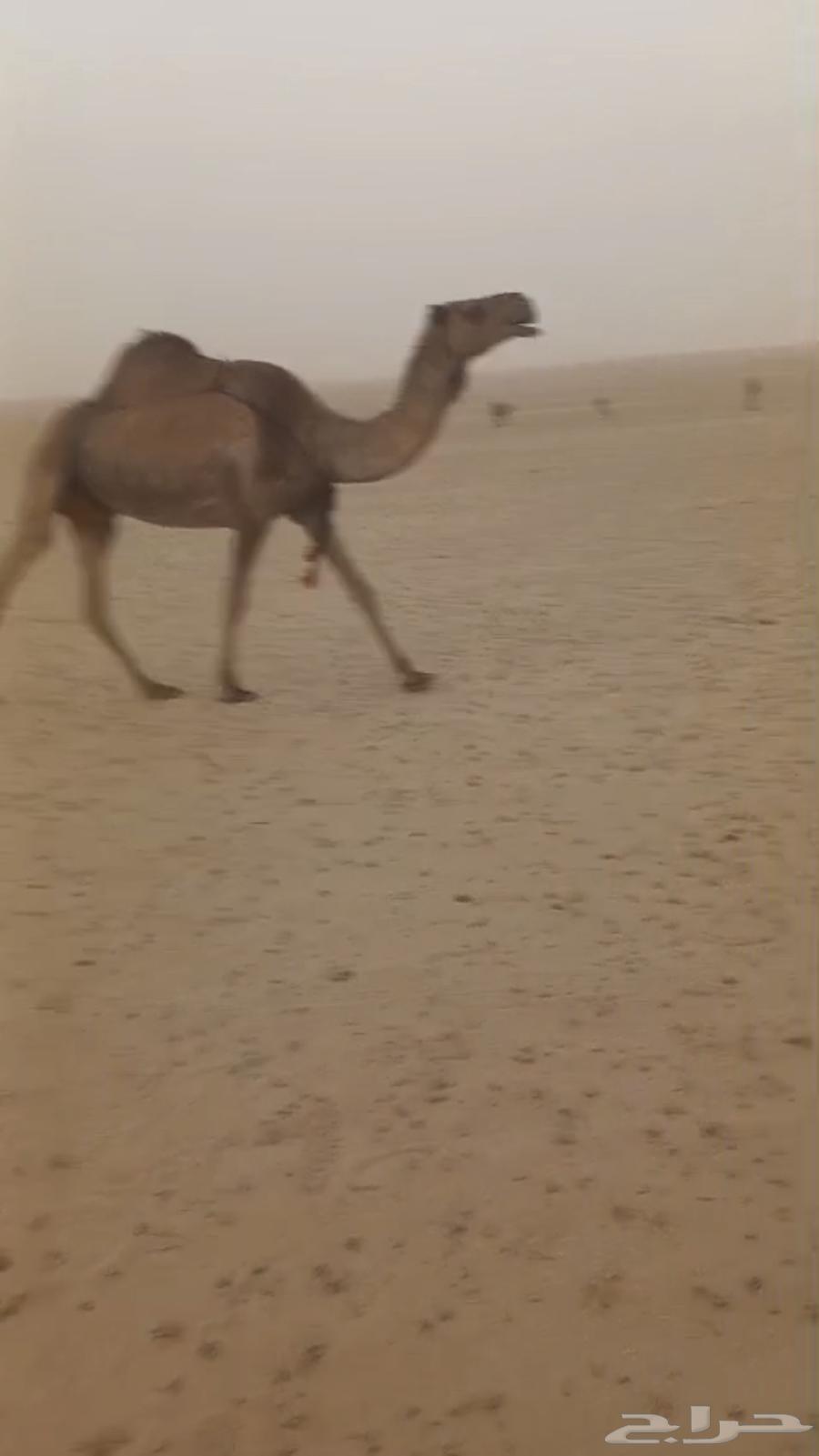 خلفة صفراء للبيع63023342436481112