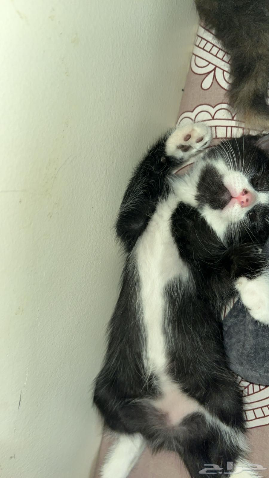A two-month-old kitten for sale63024234501251112