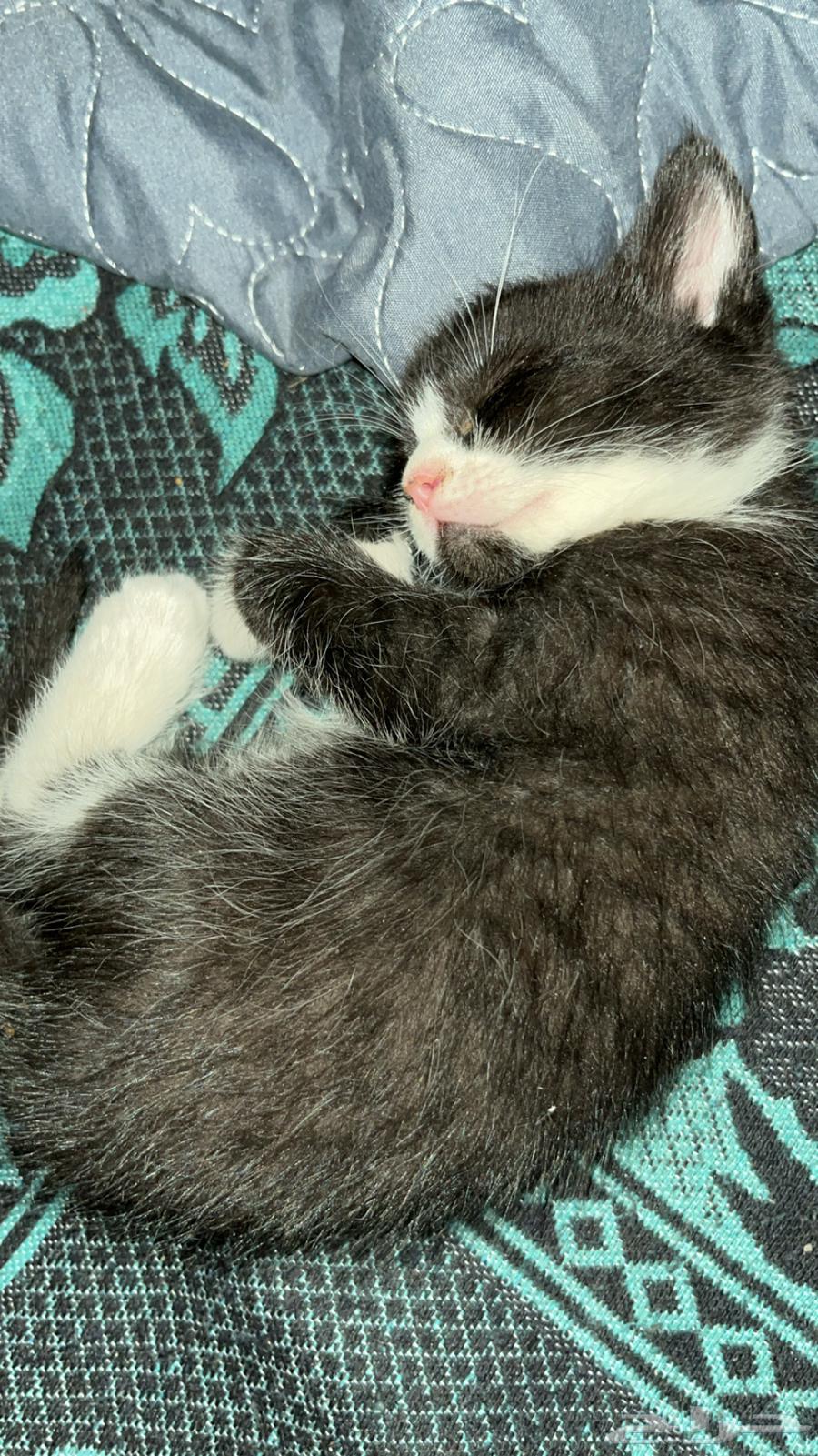 A two-month-old kitten for sale63024234501251113