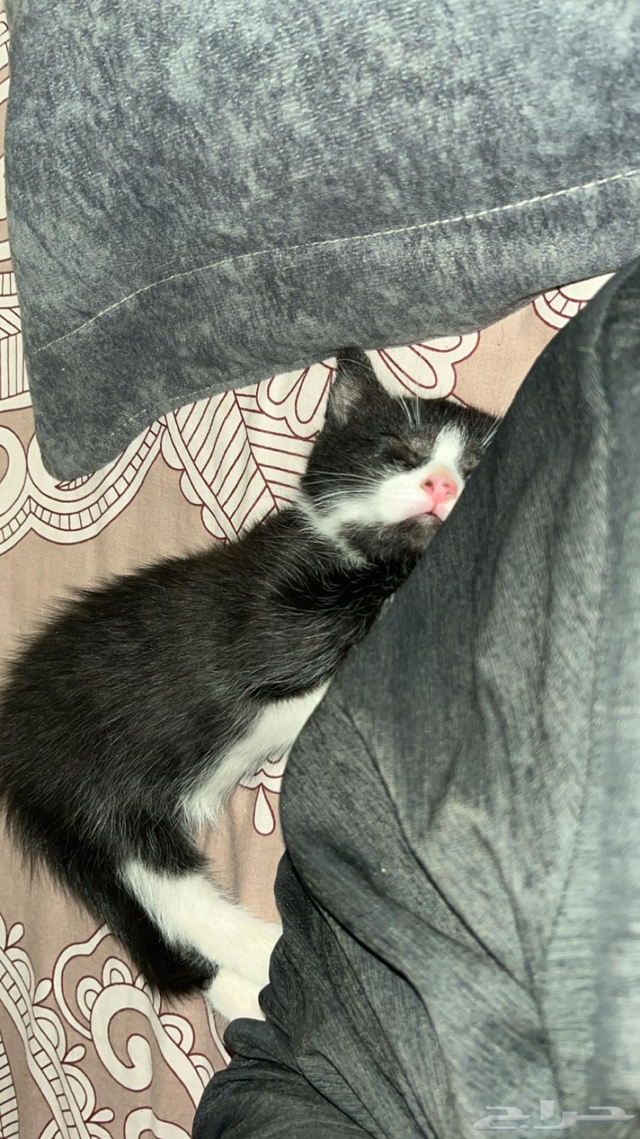 A two-month-old kitten for sale63024234501251111