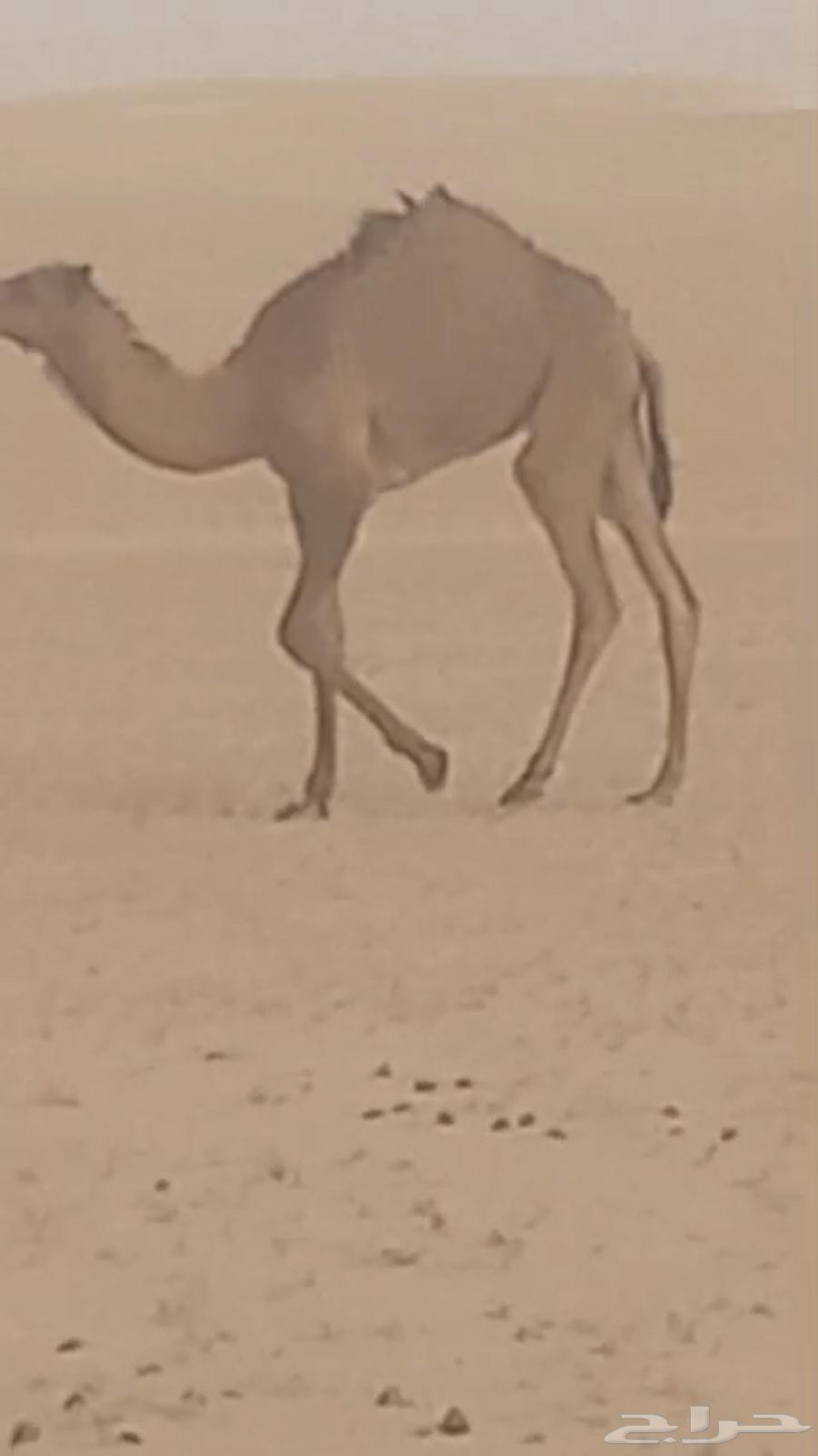 خلفة صفراء للبيع63023342436481111