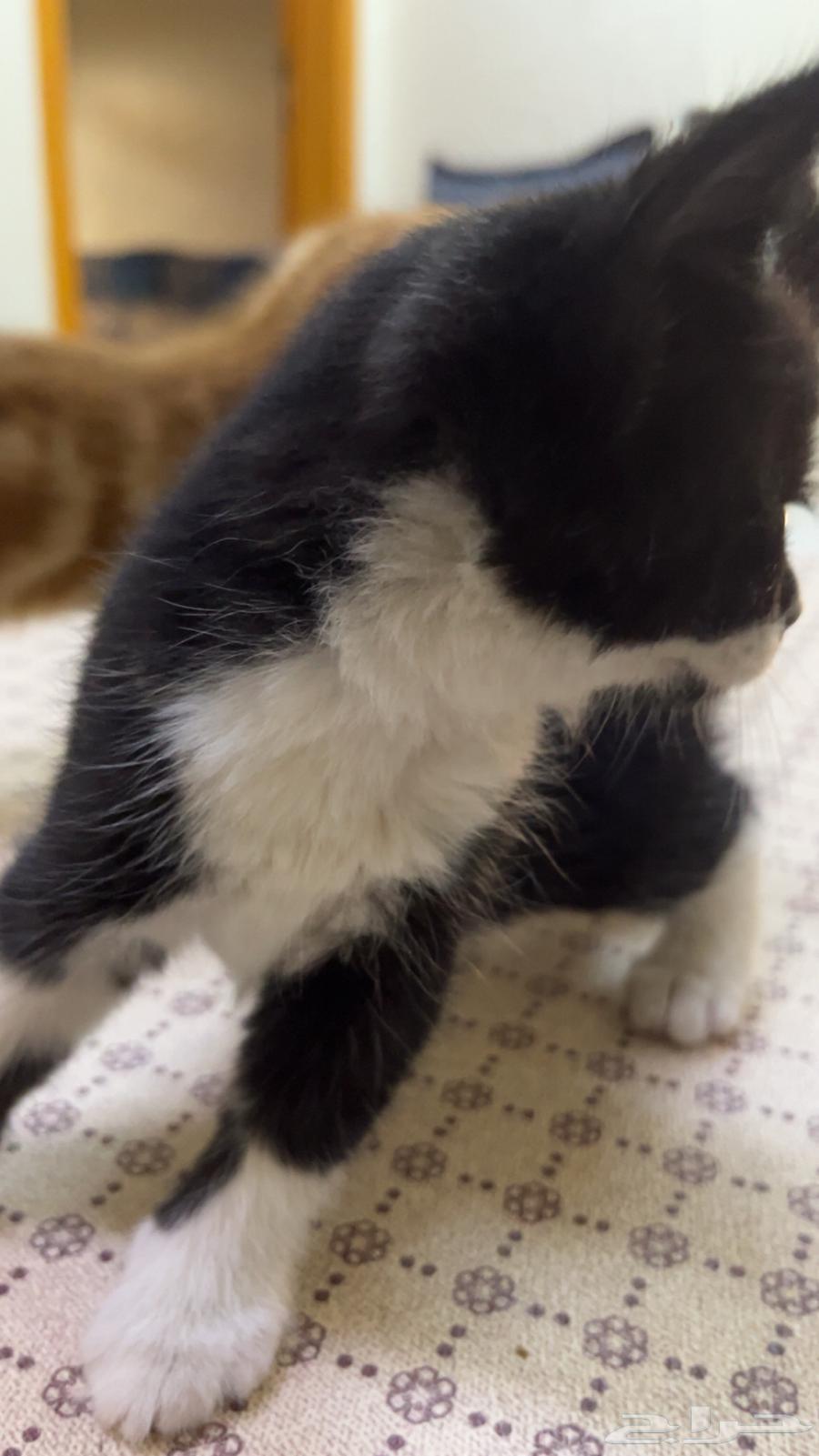 A two-month-old kitten for sale63024234501251112