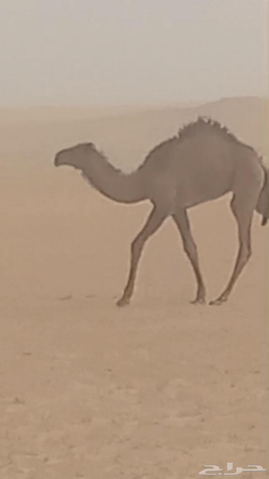 خلفة صفراء للبيع63023342436481118