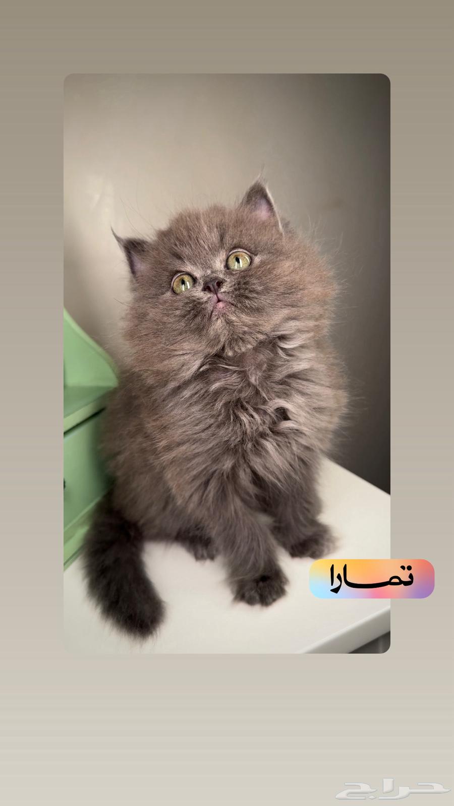 قطط صغيرة للبيع بيرشن هاف بيكي فيس سكوتش فولد شيرازي كيتن قط630237804345621119
