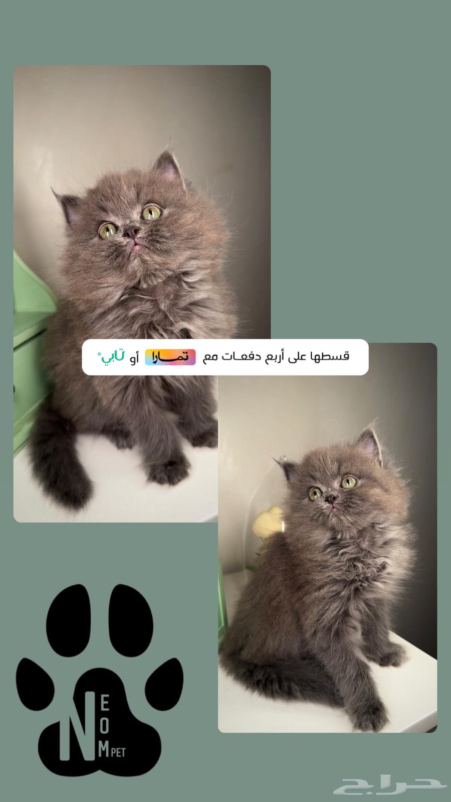 قطط صغيرة للبيع بيرشن هاف بيكي فيس سكوتش فولد شيرازي كيتن قط63023780434562111