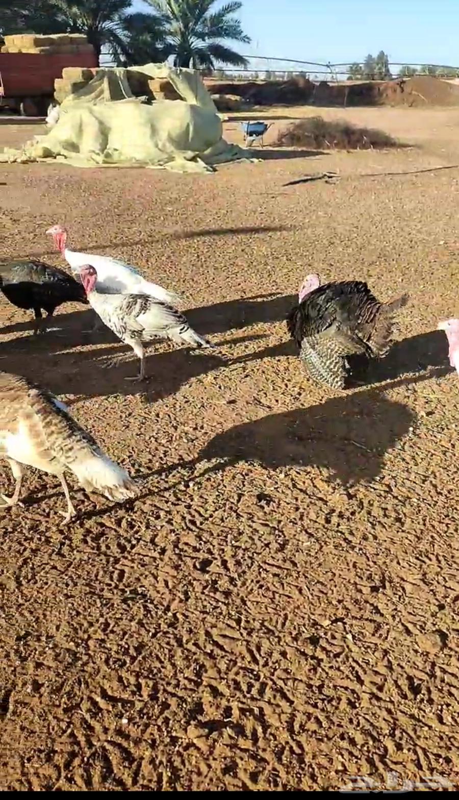 للبيع ديكة رومي630233529034251126
