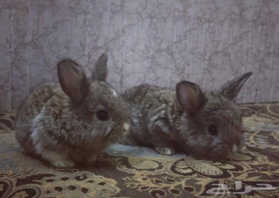 للبيع ارانب هولنديه2063025544414338119