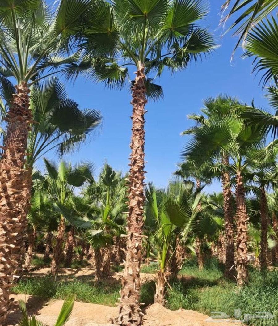 يوجد لدينا نخل وشنطن زينه البيع الموقع شقراء وياجر63024202812674113