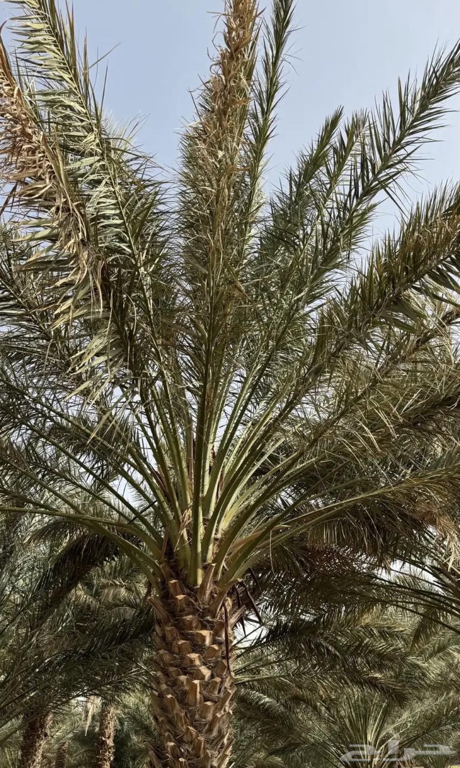 مزارع630233363088671120