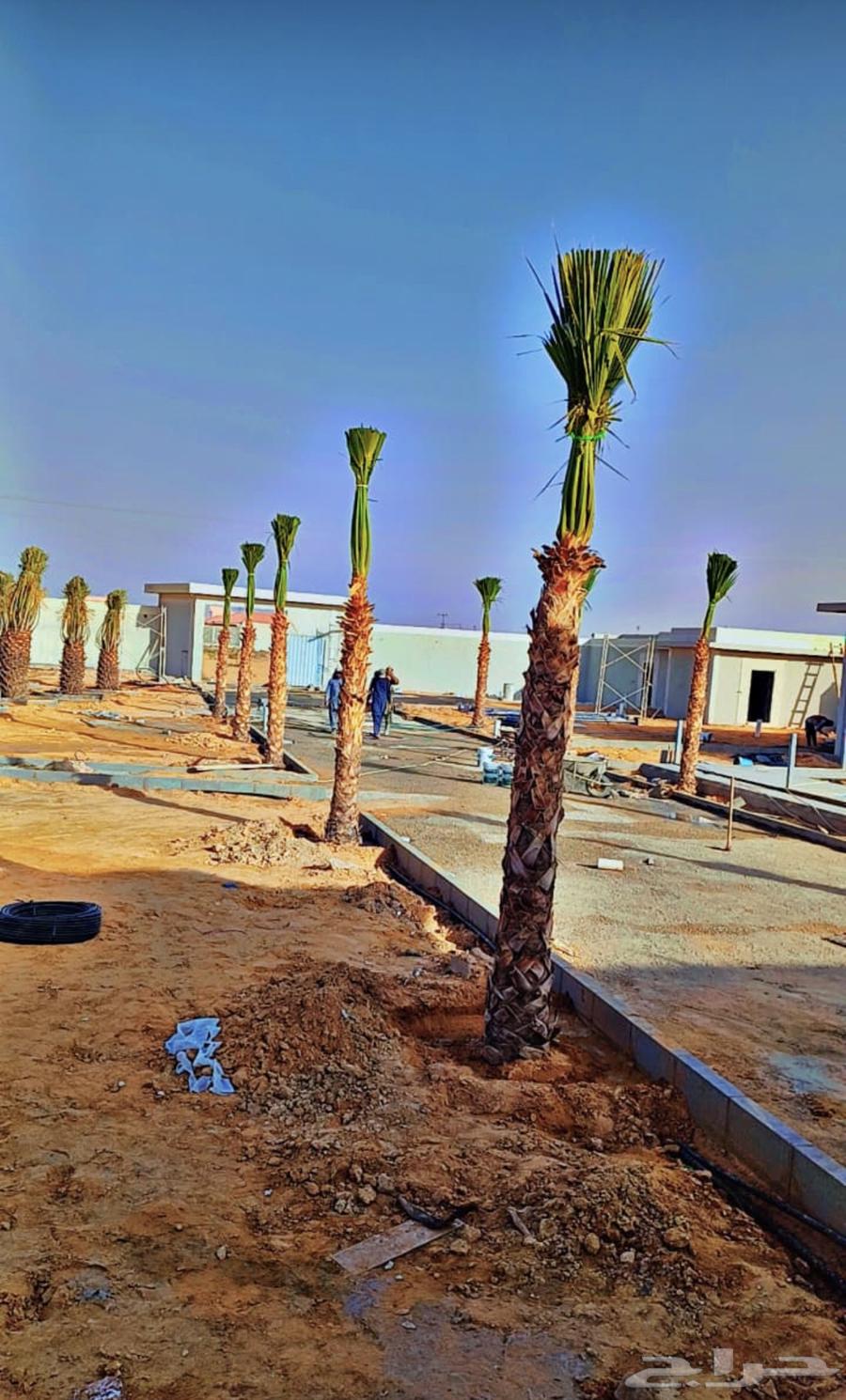 يوجد لدينا نخل وشنطن زينه البيع الموقع شقراء وياجر630242028126741124
