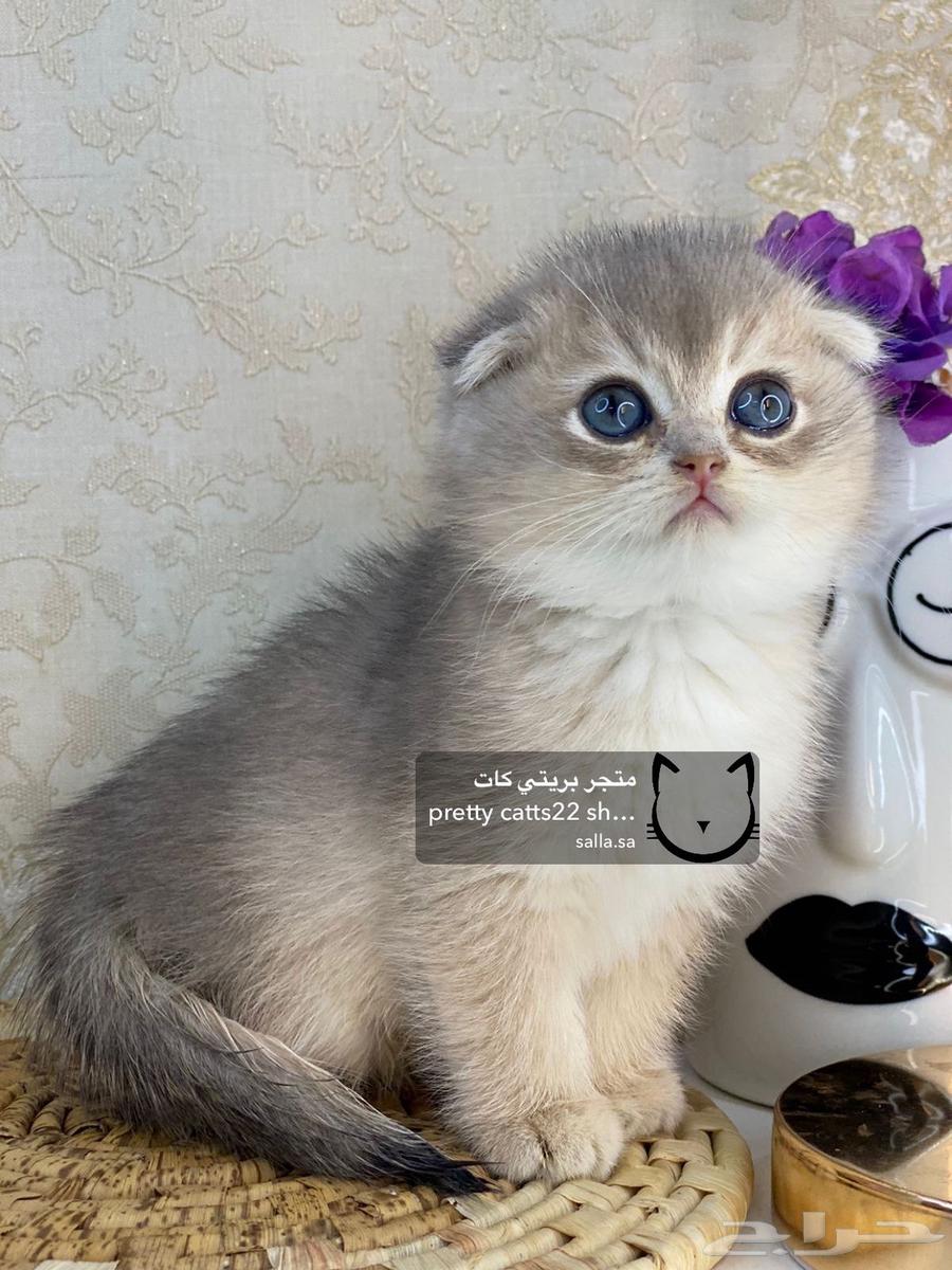 سكوتش فولد قولد تربل فولد كيتنز كيتن سلفر بيور مستورد قطط63025566702978113