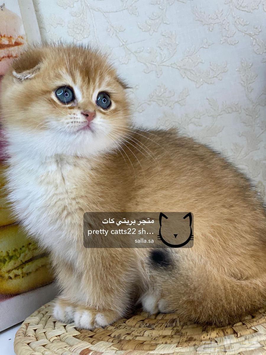 سكوتش فولد قولد تربل فولد كيتنز كيتن سلفر بيور مستورد قطط63025566702978111