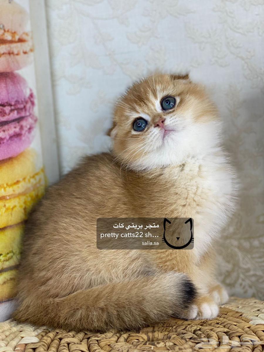 سكوتش فولد قولد تربل فولد كيتنز كيتن سلفر بيور مستورد قطط63025566702978112