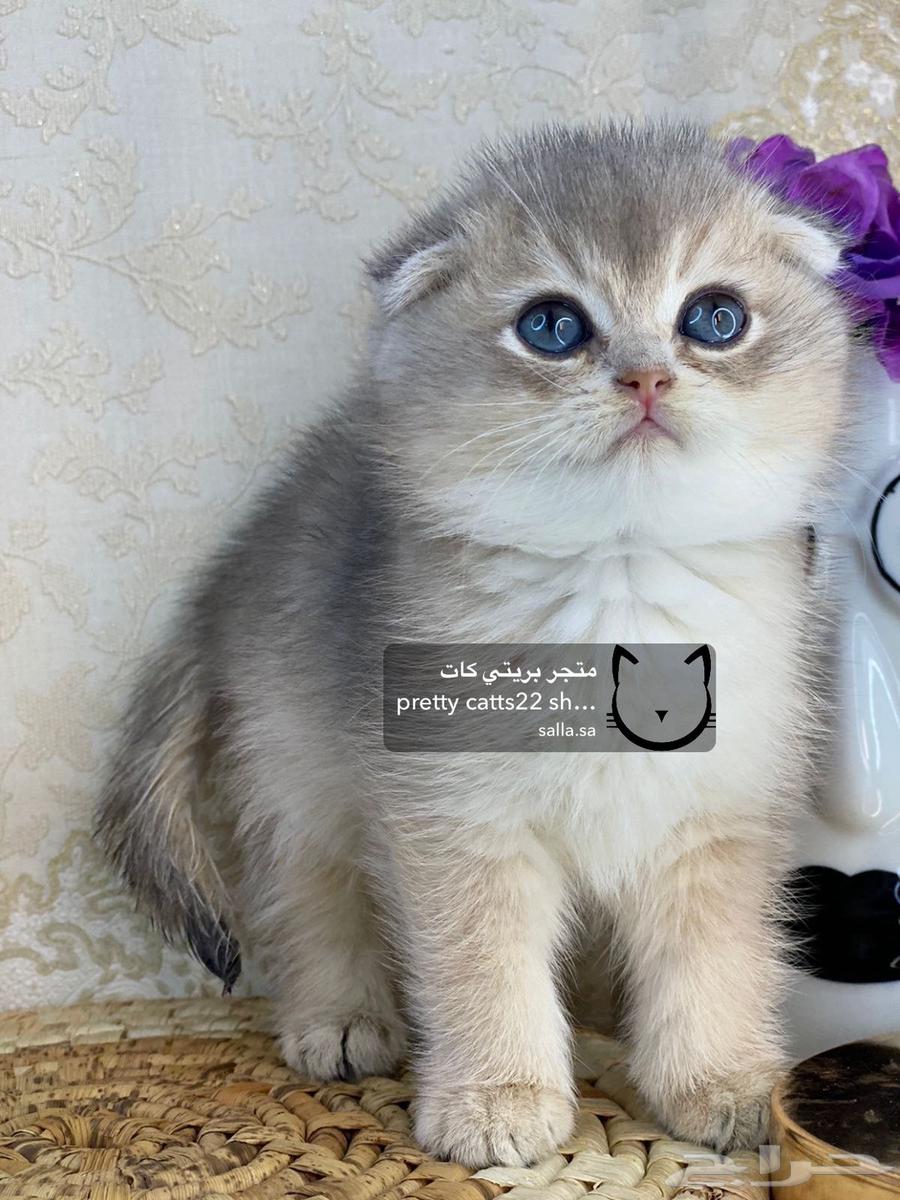سكوتش فولد قولد تربل فولد كيتنز كيتن سلفر بيور مستورد قطط63025566702978114