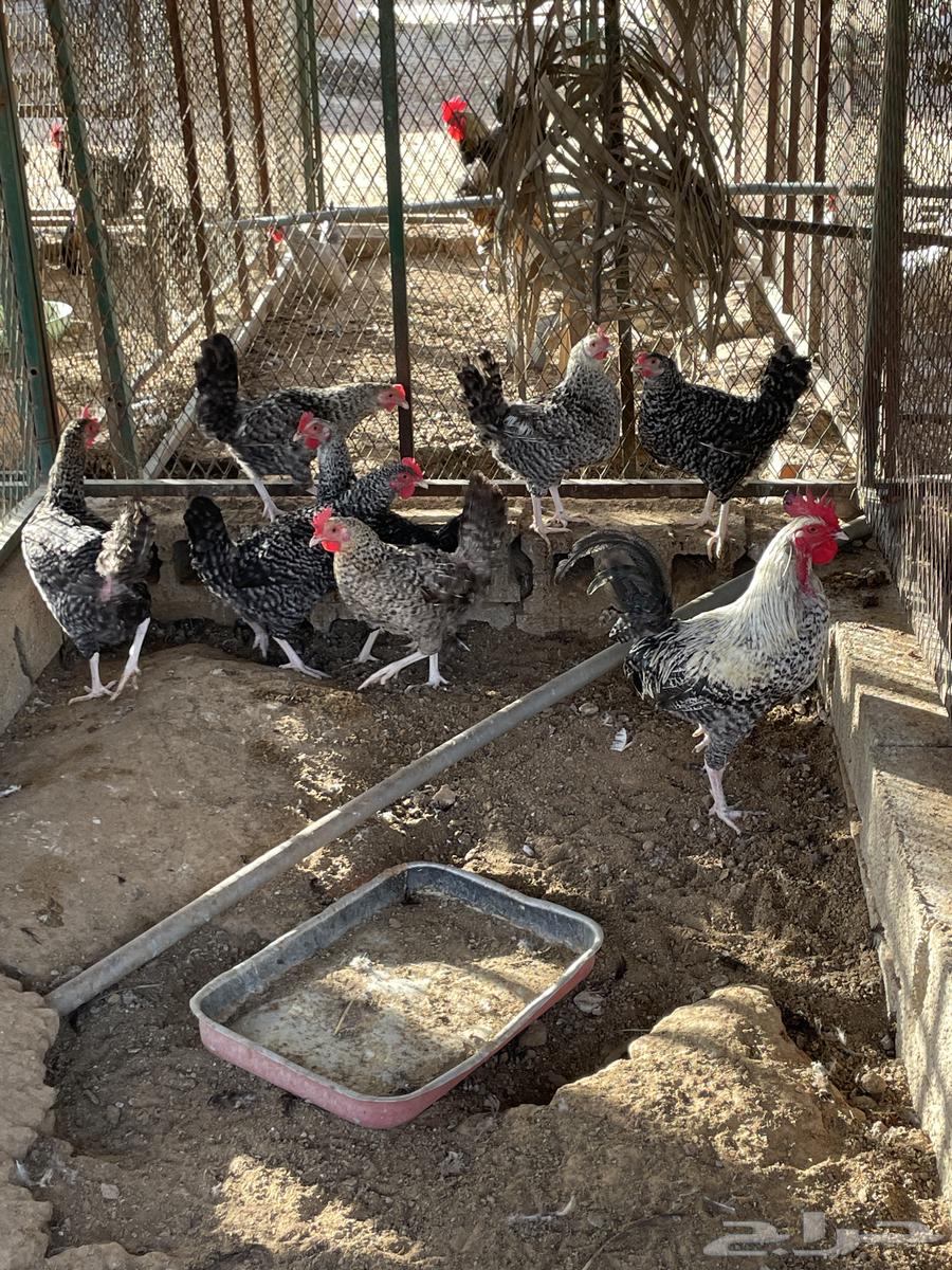 White chicken630246416904971127