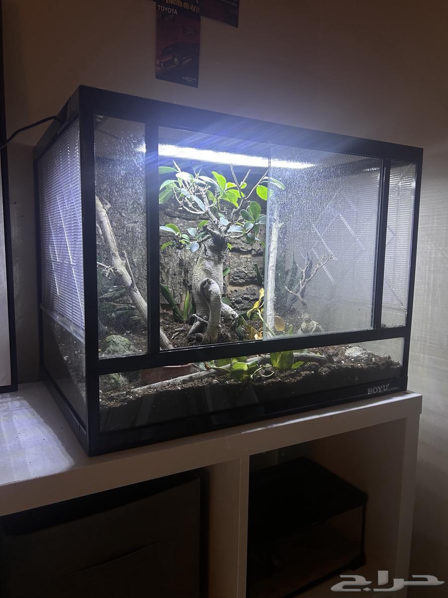 Reptile tank or chameleon630268647086101110