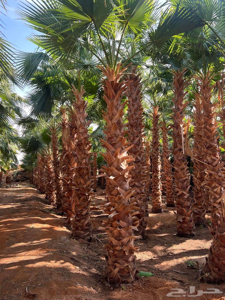 يوجد لدينا نخل وشنطن زينه البيع الموقع شقراء وياجر63024202812674114