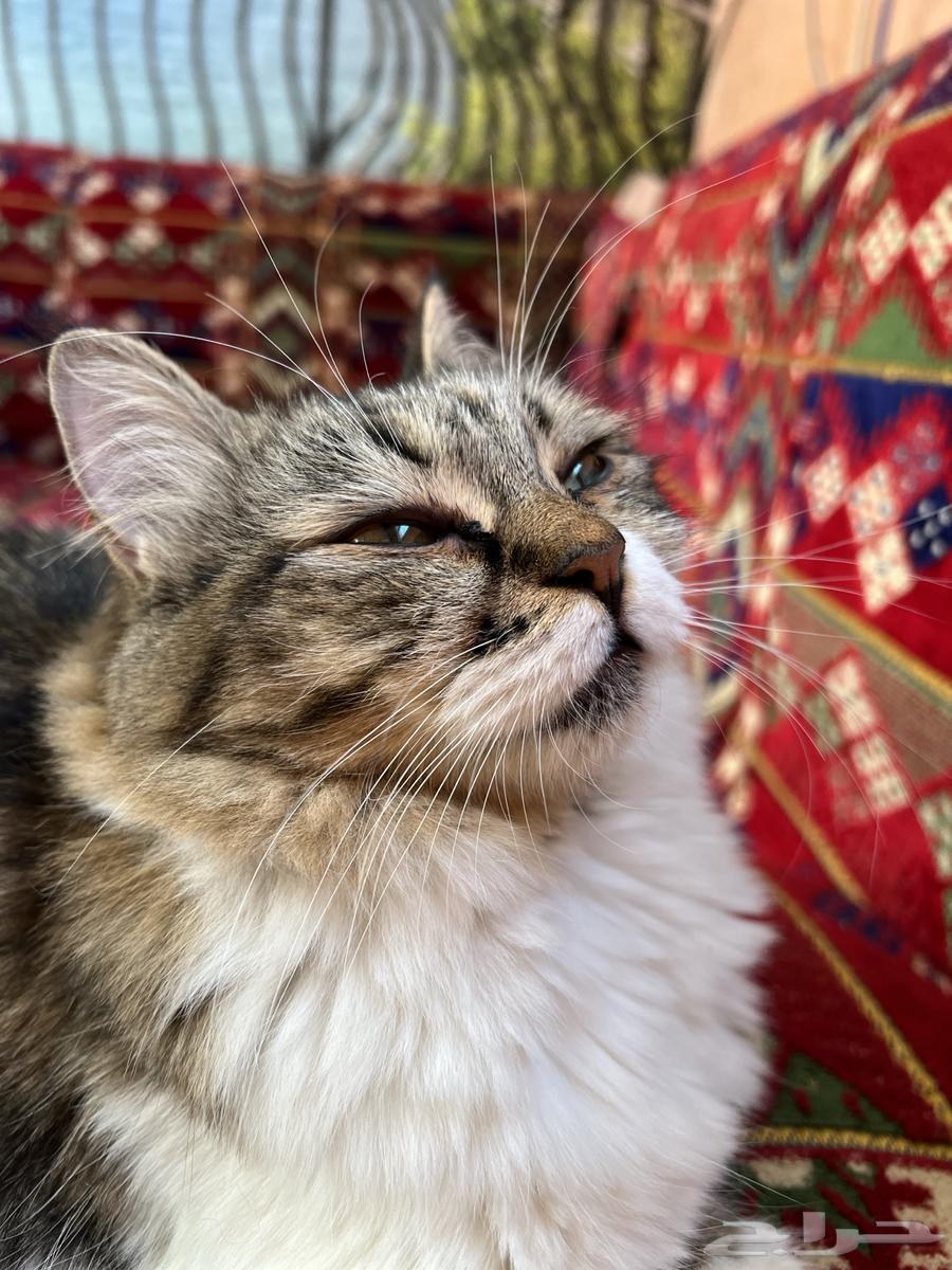 قطط جميلة صغيرة وكبيرة للتبني63022411438593111