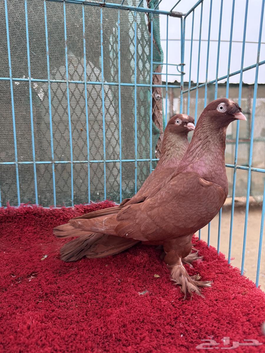 زوج تركي احمر كرست63024657156353111