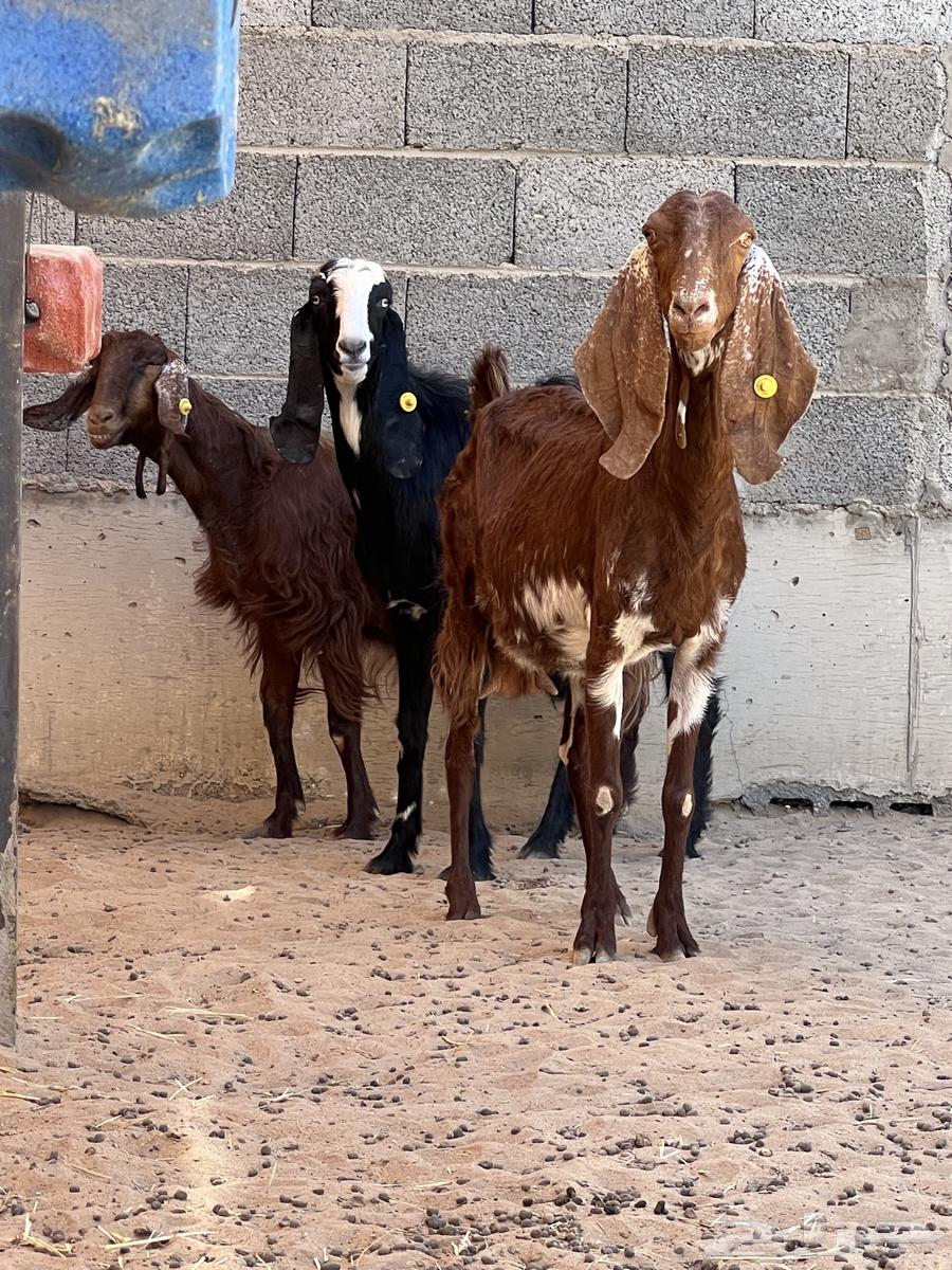 Three Egyptian goats, large breed (Sold)63023775224706111