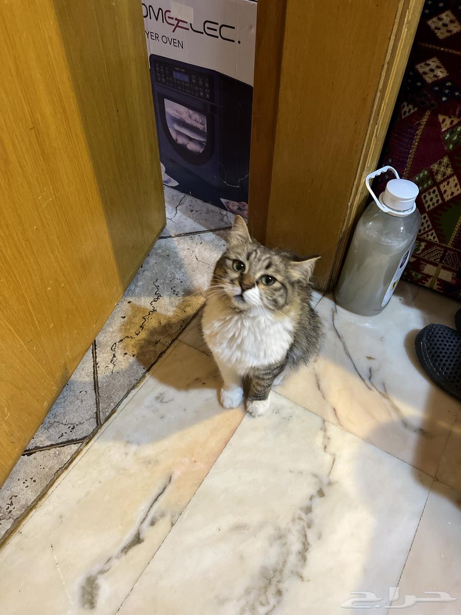 قطط جميلة صغيرة وكبيرة للتبني63022411438593112