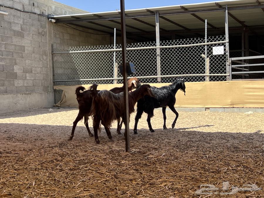 Three Egyptian goats, large breed (Sold)63023775224706113
