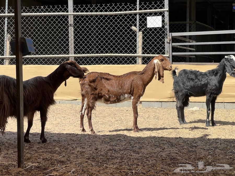 Three Egyptian goats, large breed (Sold)63023775224706112