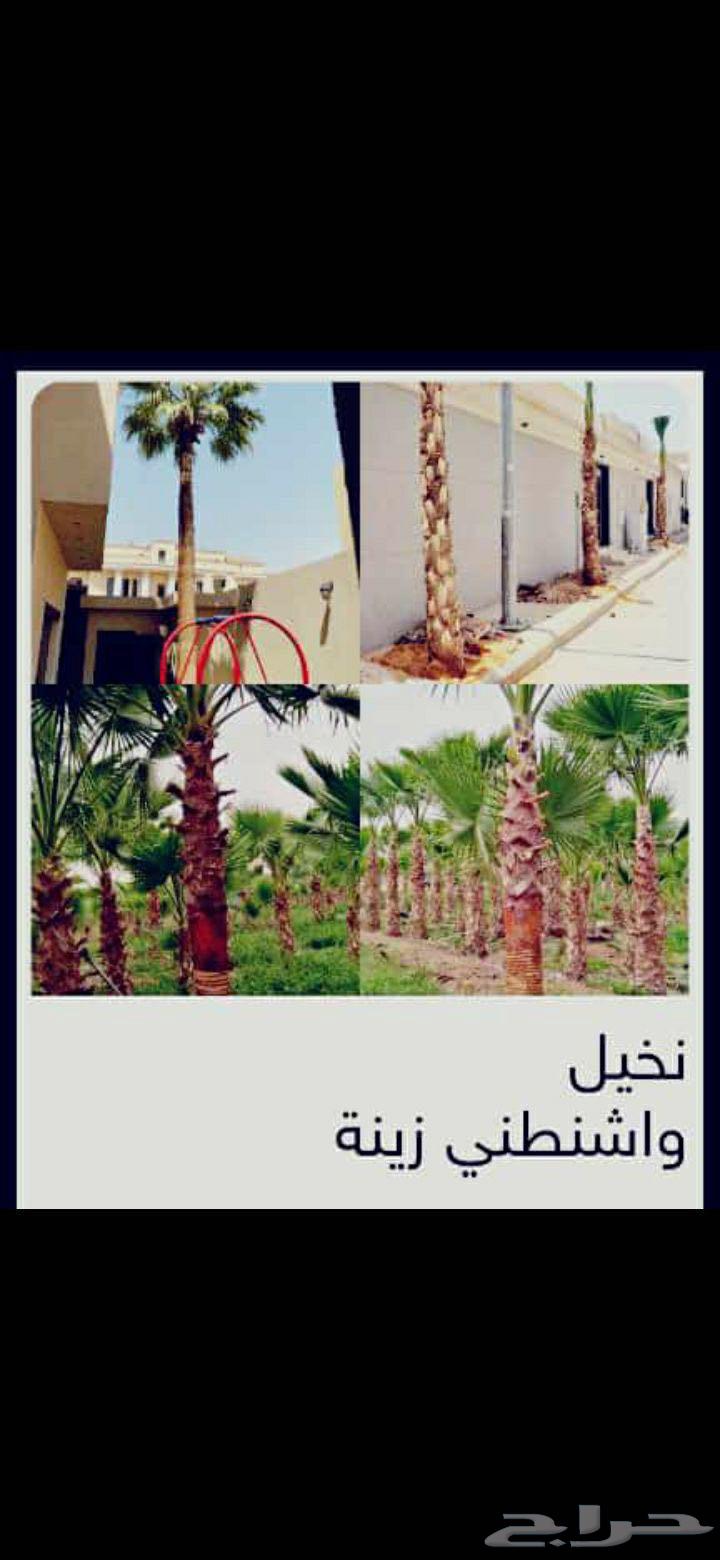 يوجد لدينا نخل وشنطن زينه البيع الموقع شقراء وياجر63024202812674111