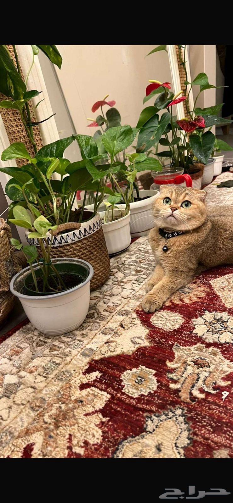 للبيع قطه63025087299330111