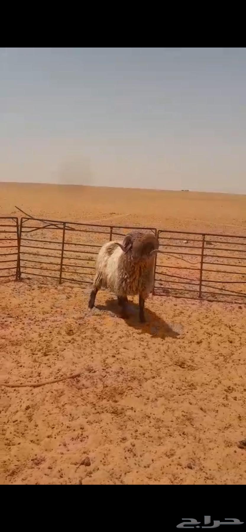 خرفان فحول العد 2634706557359381120