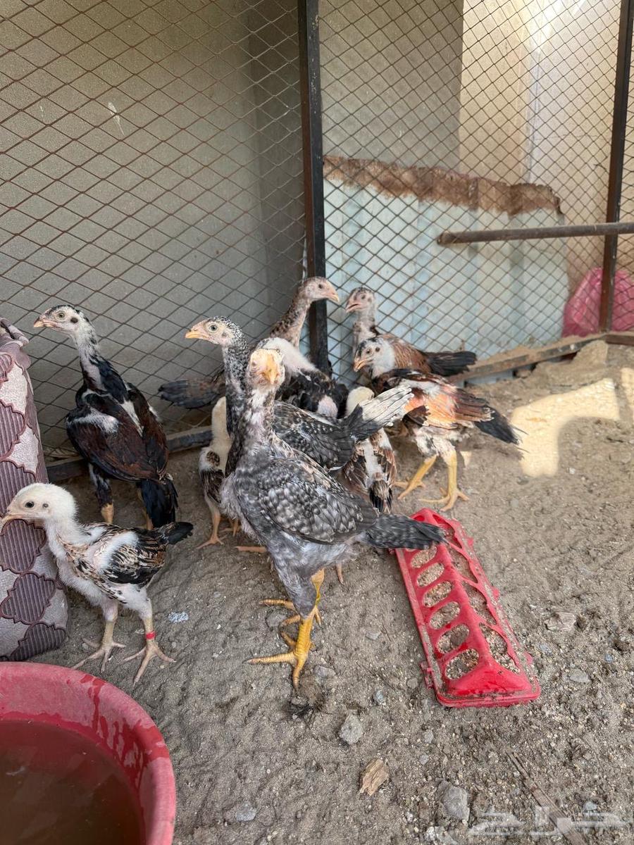 فروخ شامو   برازيلي   سندي ( مستوى توب )63081049159683119