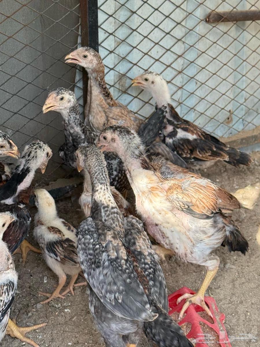 فروخ شامو   برازيلي   سندي ( مستوى توب )63081049159683112