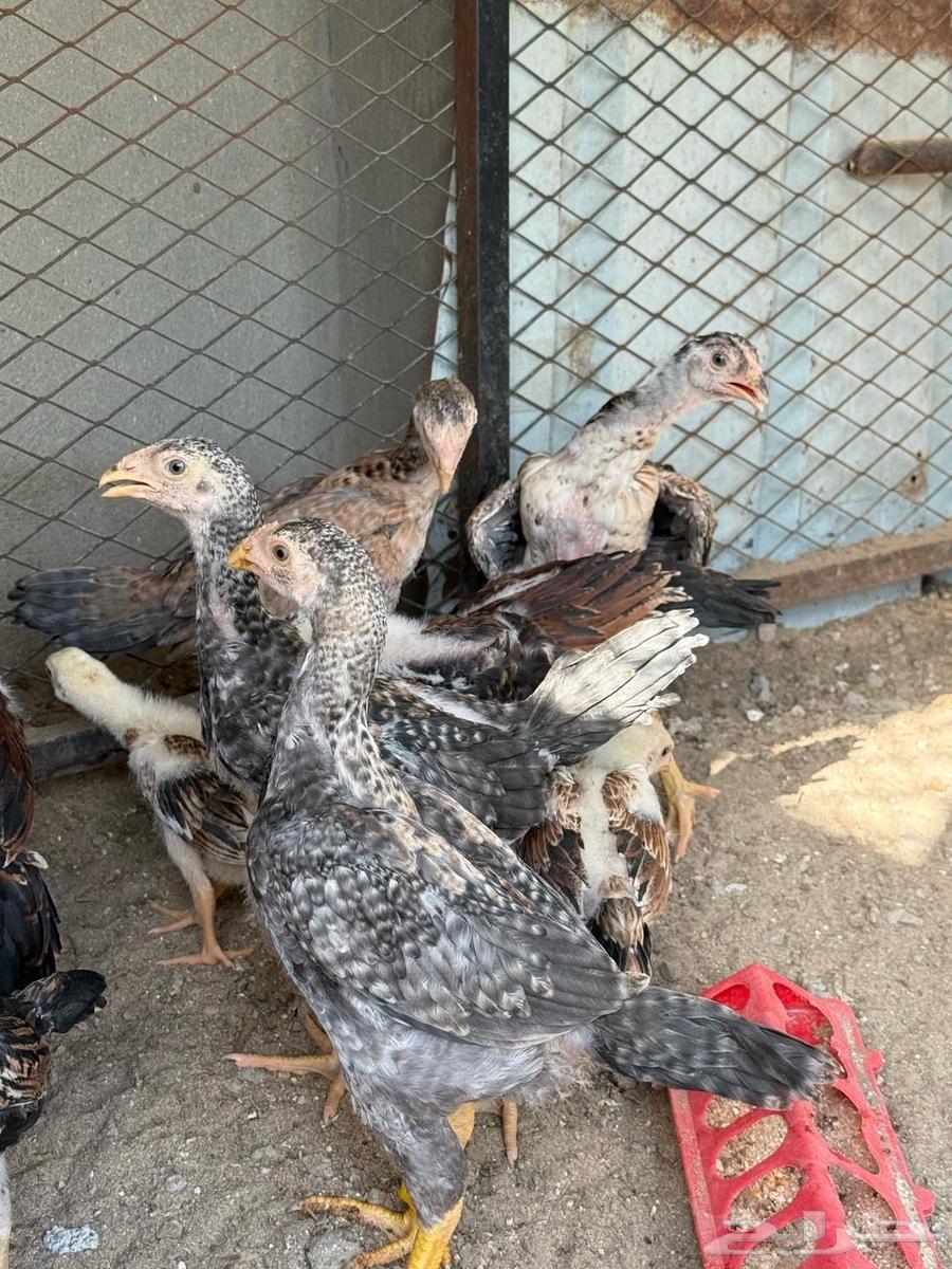 فروخ شامو   برازيلي   سندي ( مستوى توب )63081049159683113