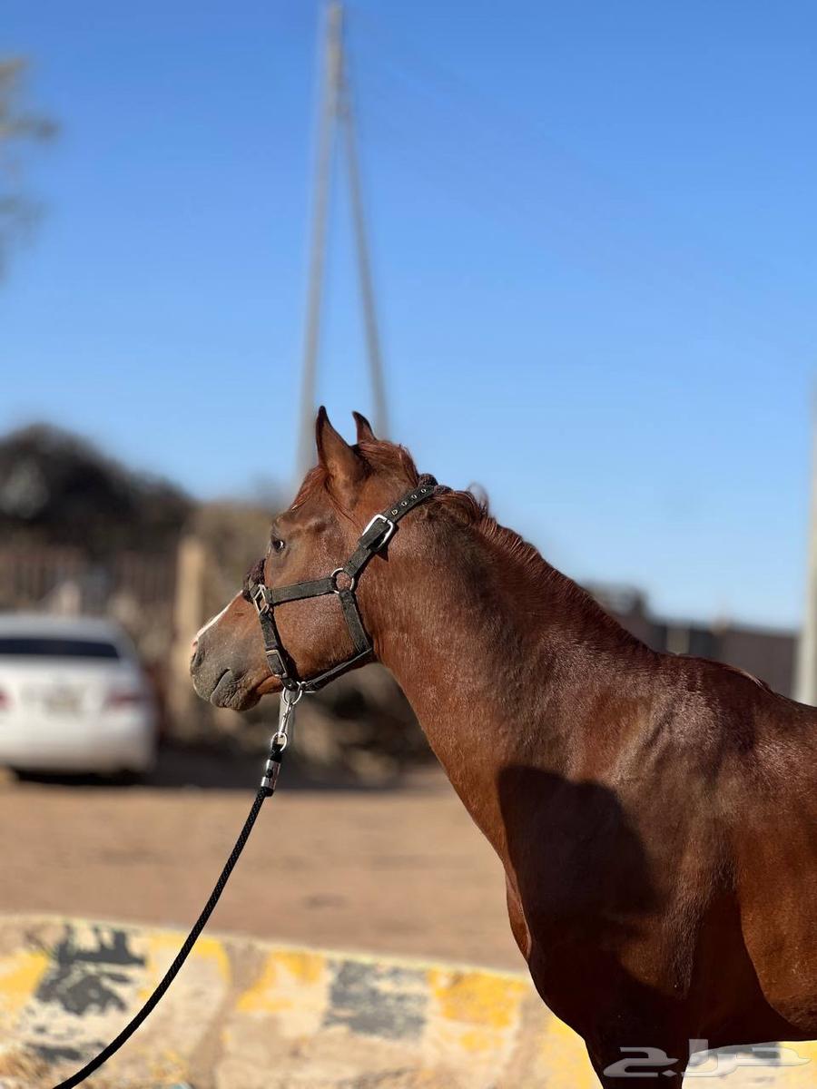 خيل شعبي63022878110337113