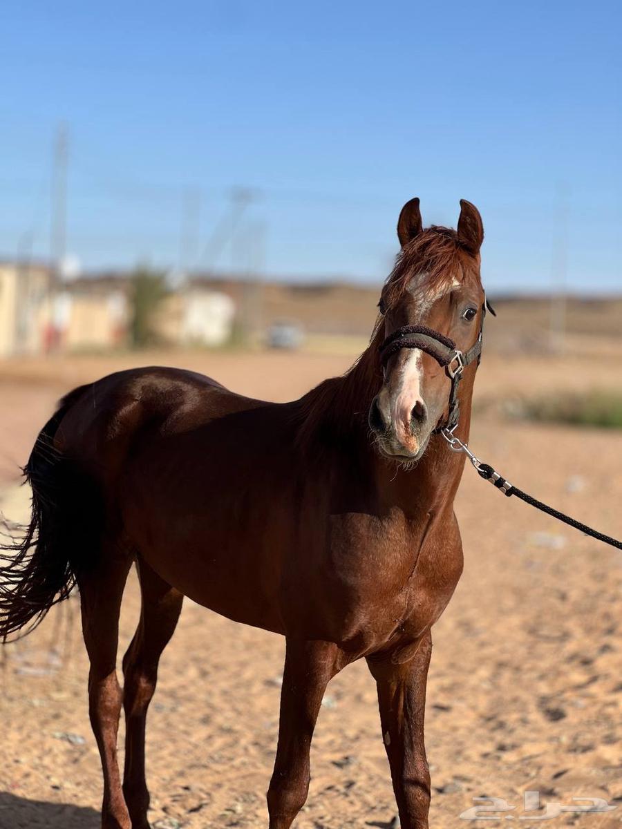 خيل شعبي63022878110337111