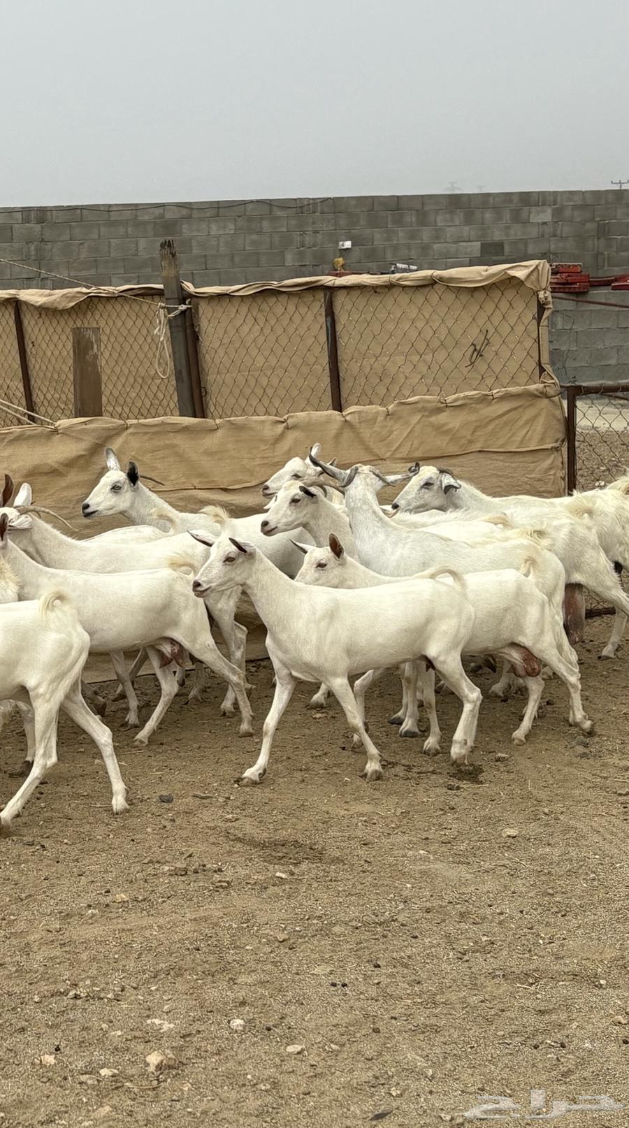 26 female goats, Ryma's group sold63021070663042112