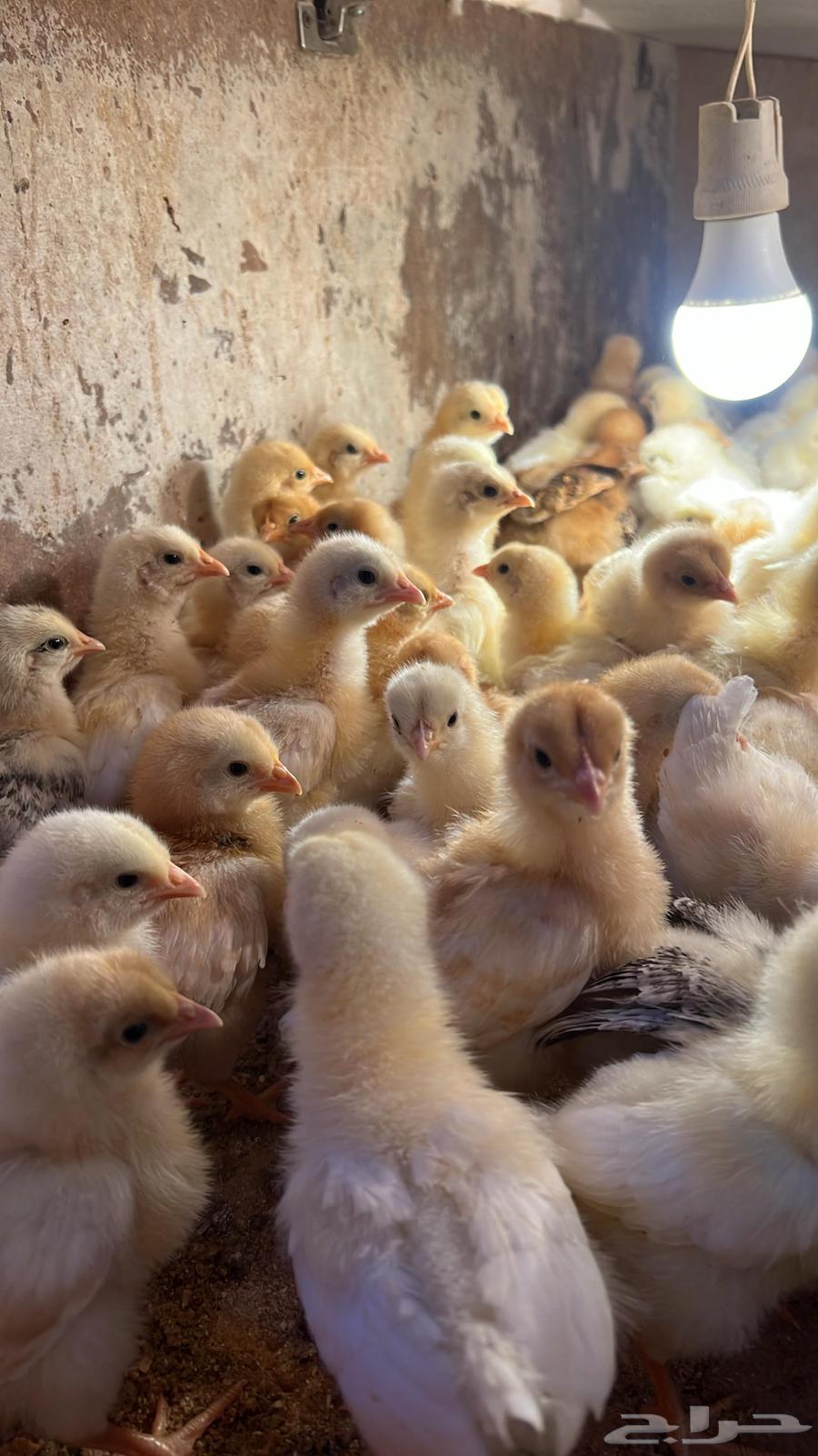 Lohmann Brown Chicks Pure Blood Farm Fresh63021093380099114
