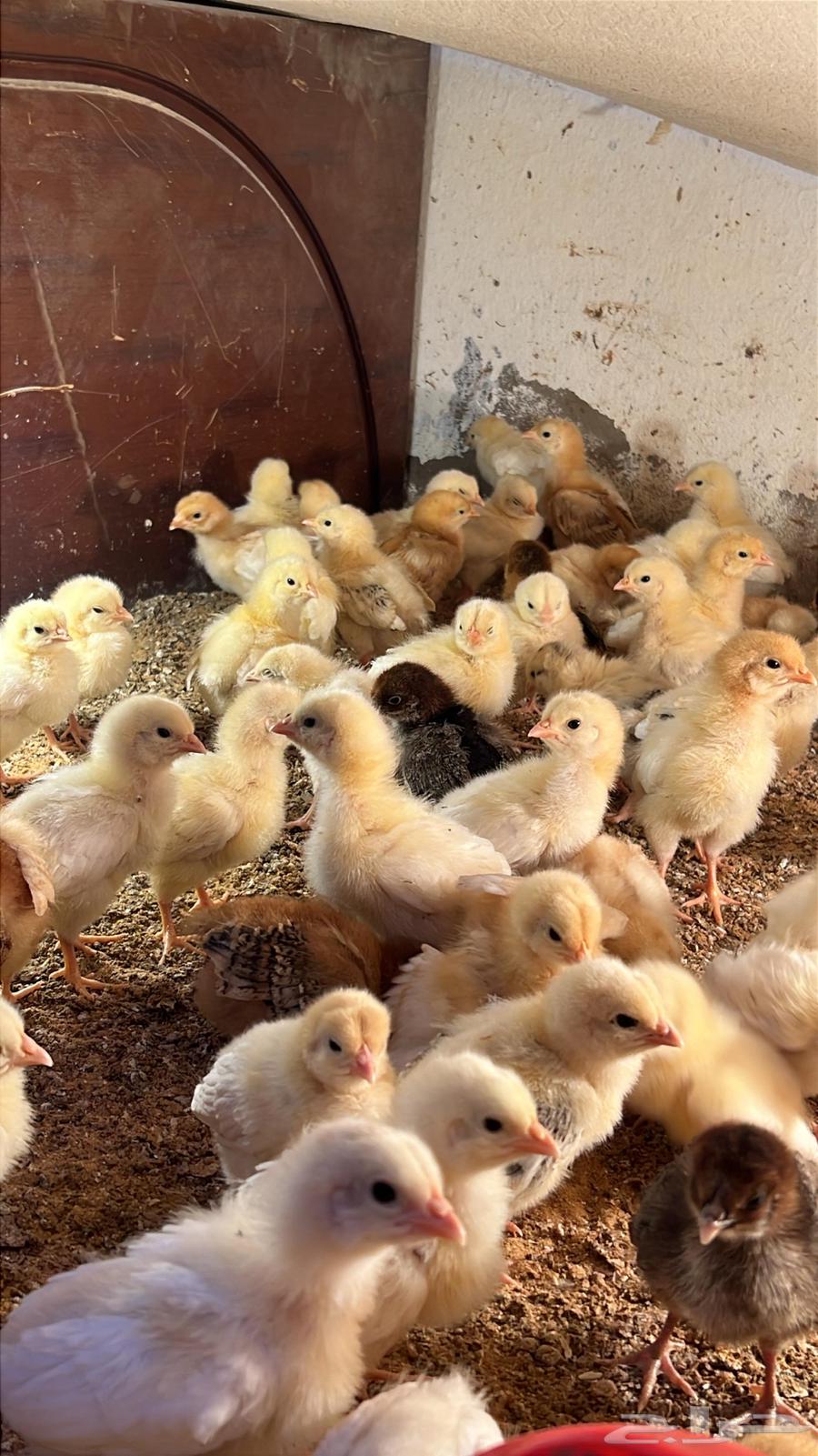Lohmann Brown Chicks Pure Blood Farm Fresh63021093380099112