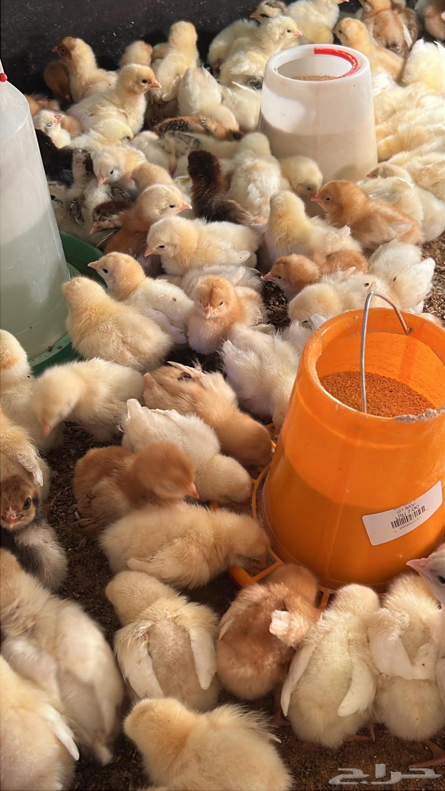 Lohmann Brown Chicks Pure Blood Farm Fresh63021093380099110