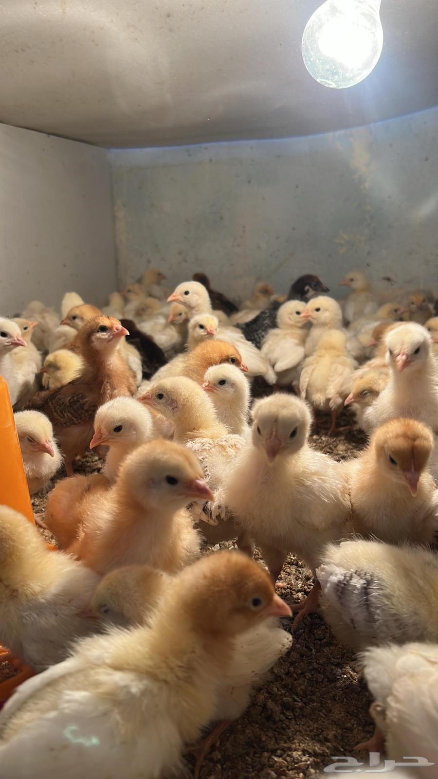 Lohmann Brown Chicks Pure Blood Farm Fresh63021093380099111