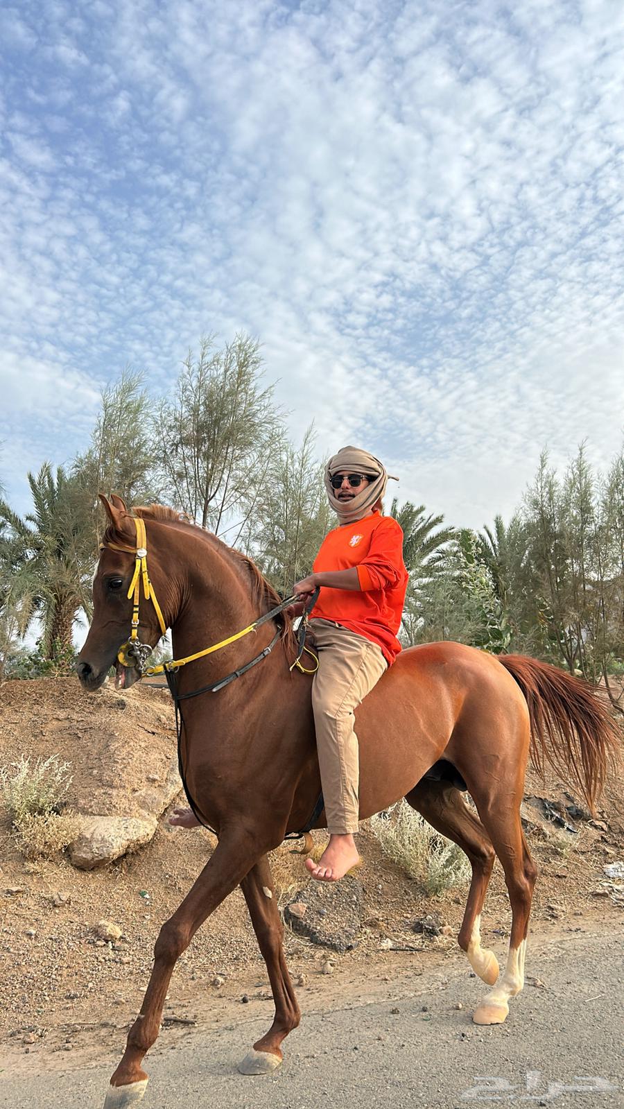 حصان630206321262101119
