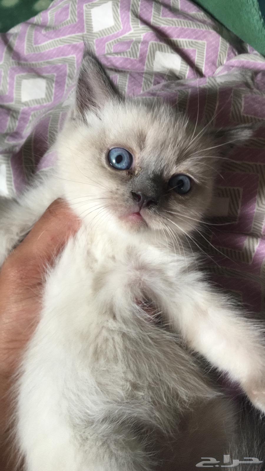 Cats for sale630219588847381110