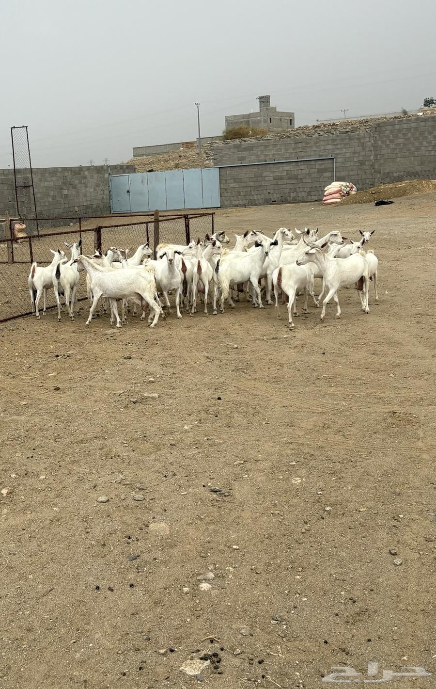 26 female goats, Ryma's group sold630210706630421129