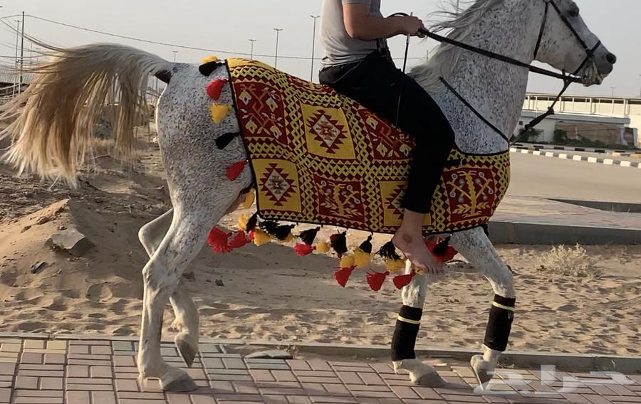 جلال خيل630219756752651114