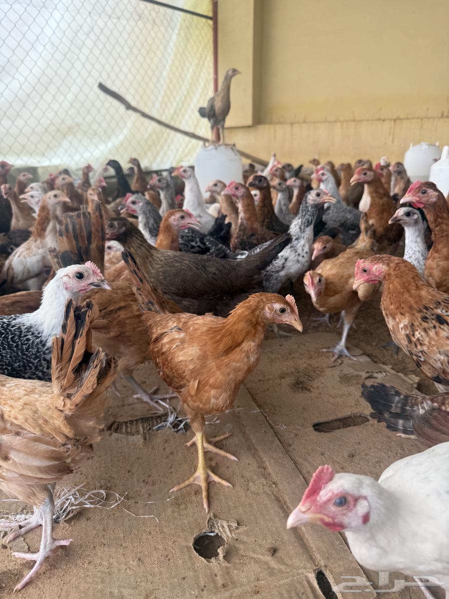 Local chicken and Fiume630215368458261122