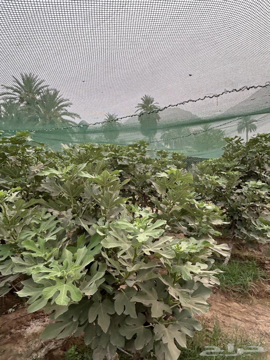 غرس تين للبيع63021070854529112